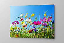 Obraz Voňavá lúka v lete 1478